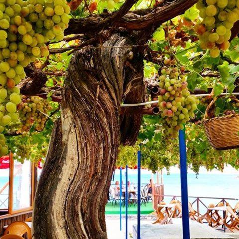 Vouni King Hotel Limnitis Luaran gambar
